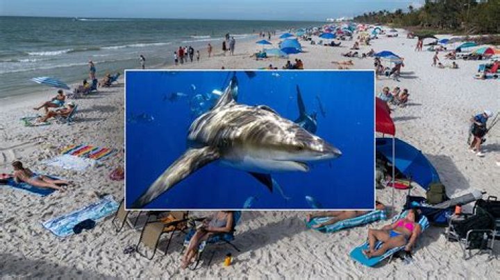 What beach in Florida has most shark attacks?