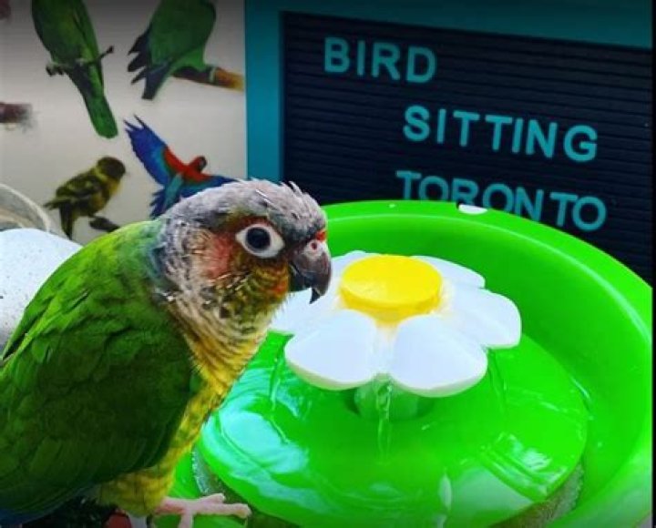 What bird stays with its mate forever?