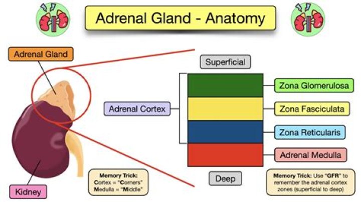 What causes adrenal glands to release adrenaline?