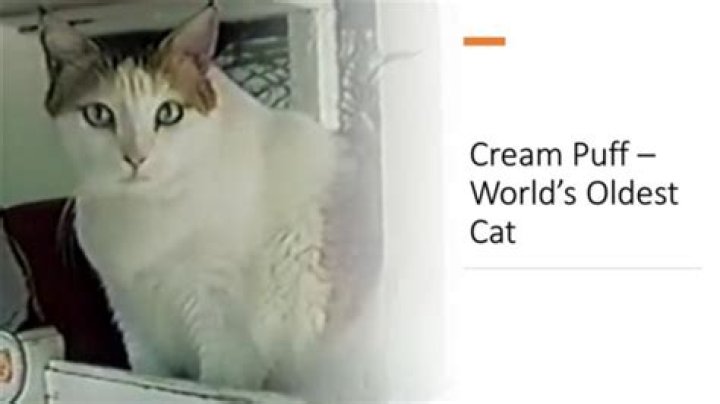What did Cream Puff the cat eat?