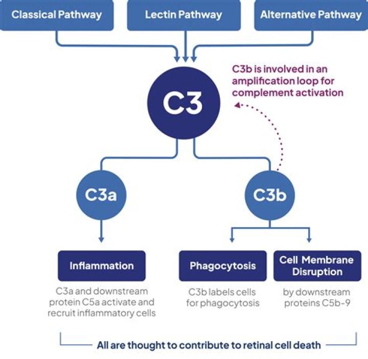 What do C3a and C5a do?