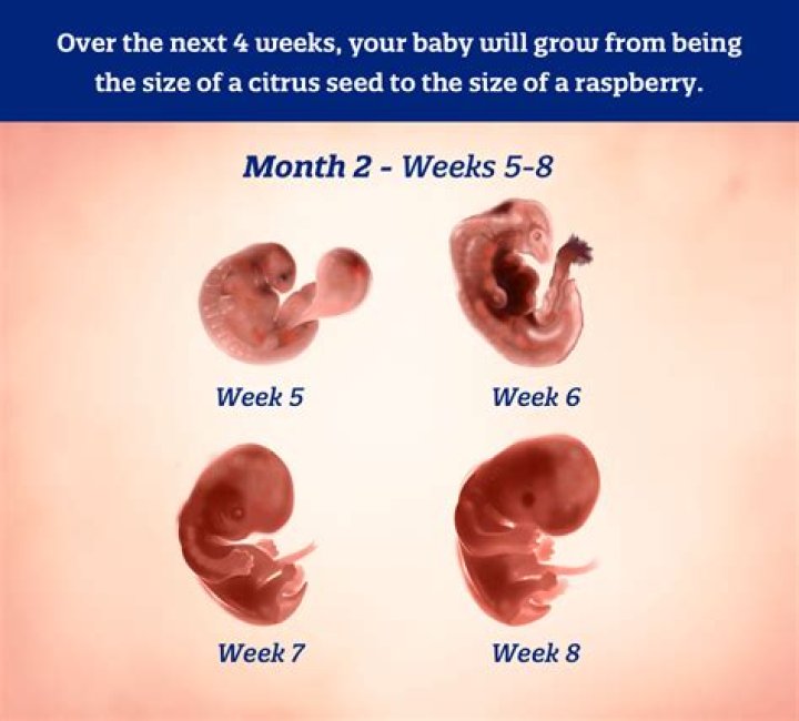 What does a baby look like at 2 months pregnant?