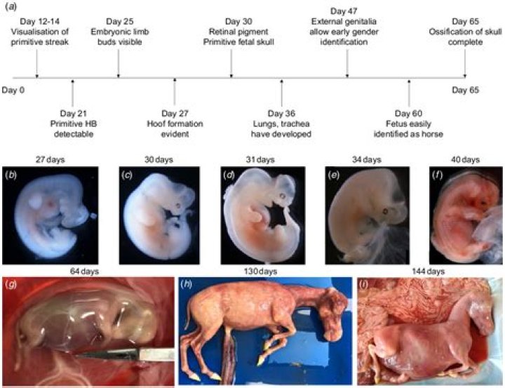 What does a puppy fetus look like?