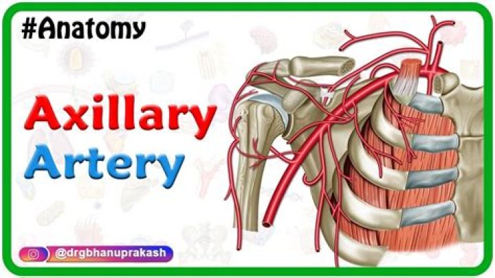 What does axillary mean in anatomy?