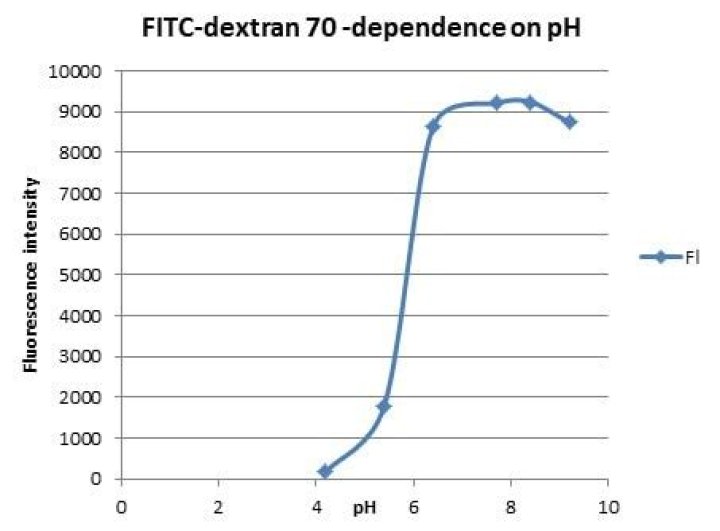 What does FITC dextran do?