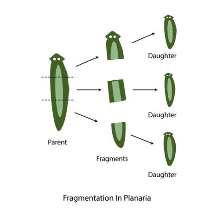 What does fragmentation mean in government?