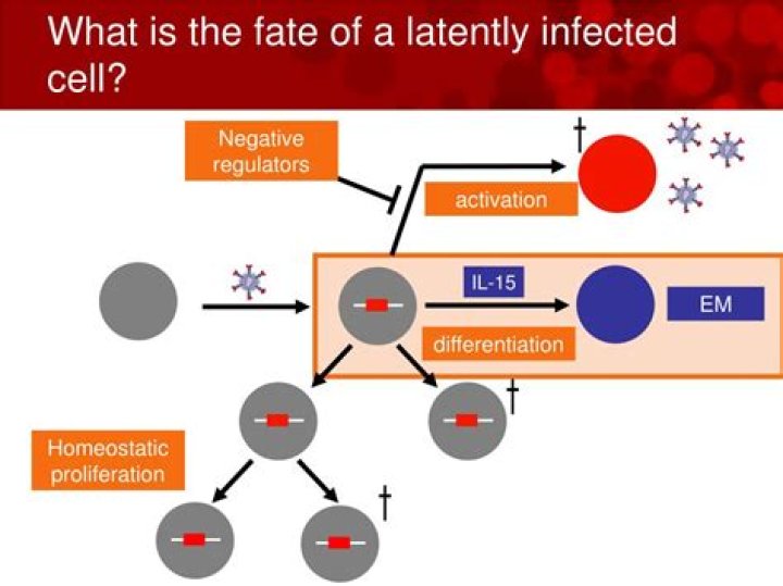 What does latently infected mean?