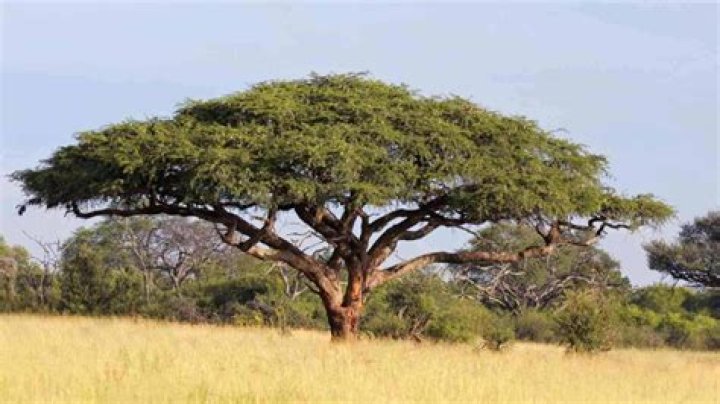 What does the acacia tree represent in the Bible?