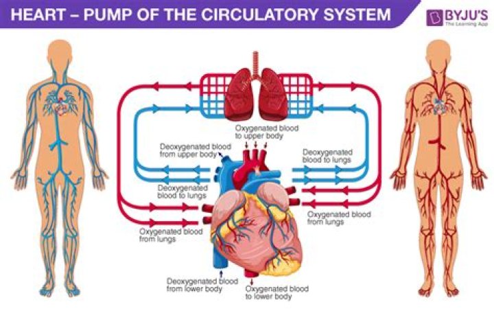 What does the systemic circulation do?