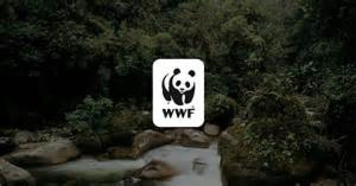 What game is WWF?