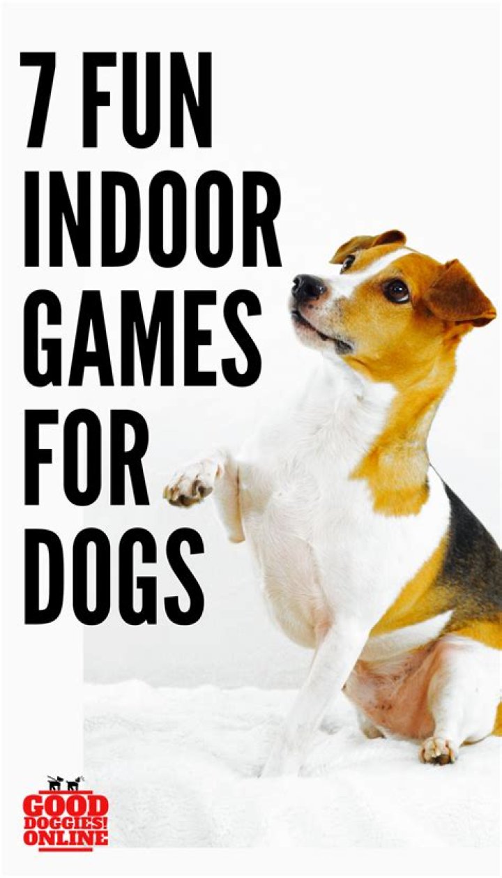 What games can I play with my dog indoors?