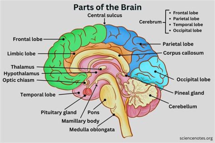 What horn did Dennis Brain use?