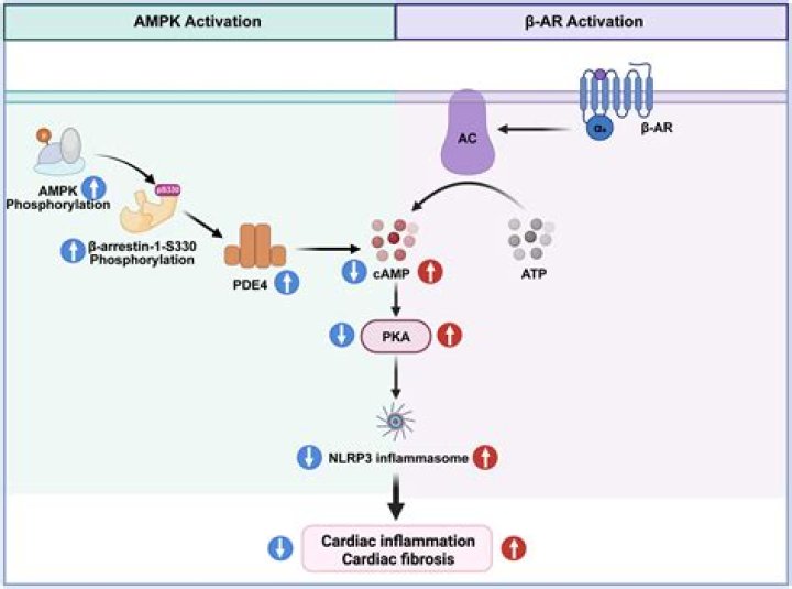 What is beta arrestin pathway?