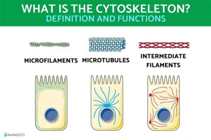 What is cytoskeletal tension?