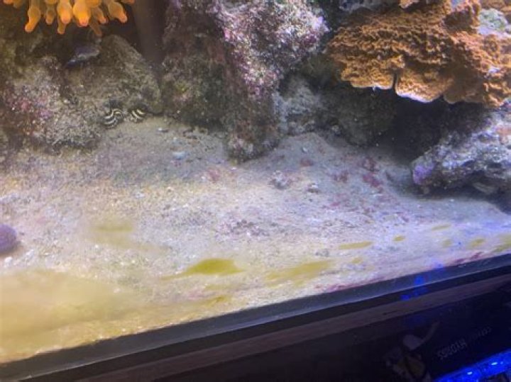 What is detritus in reef tank?