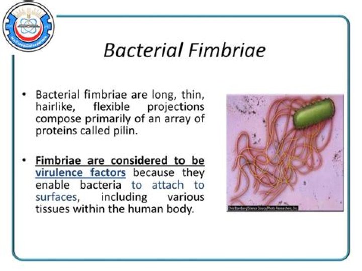 What is Fimbriae microbiology?