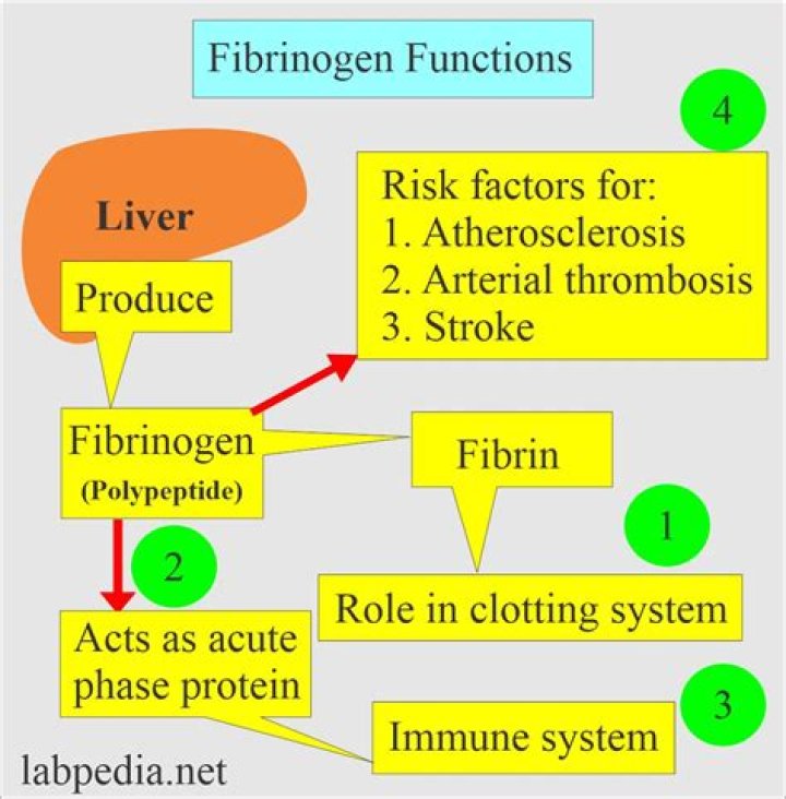What is functional fibrinogen?