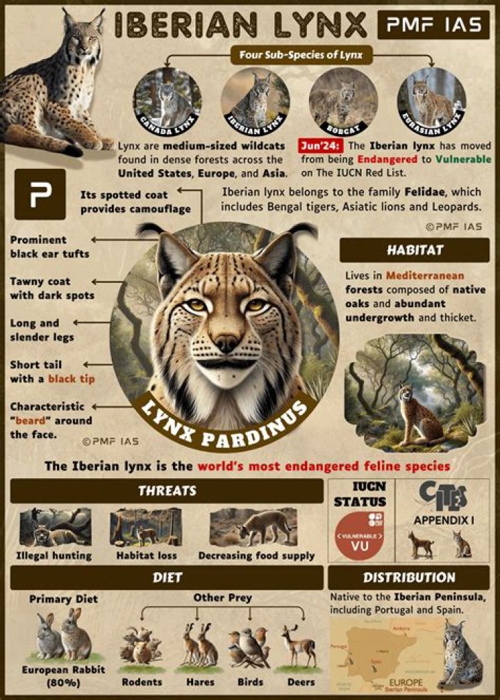 What is Lynx drug?