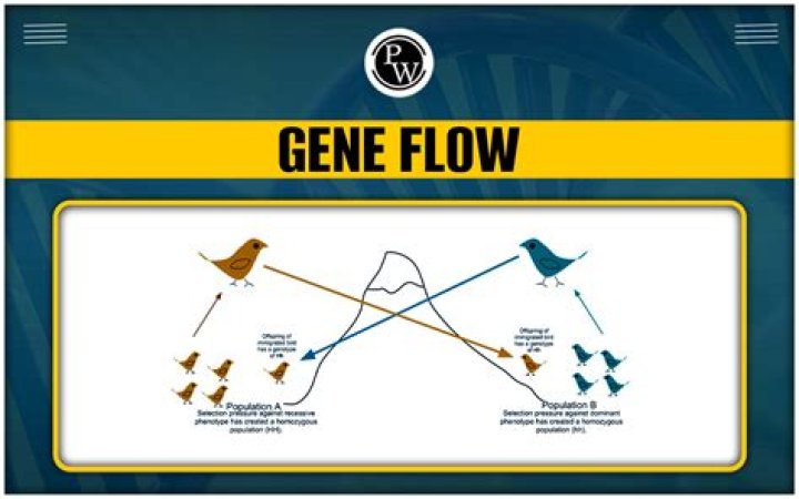 What is meant by gene pool?