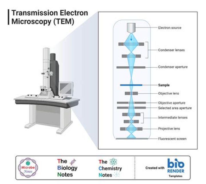 What is the application of TEM microscope?