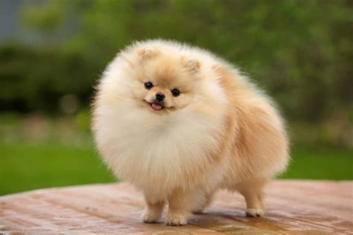 What is the average cost of a Pomeranian dog?