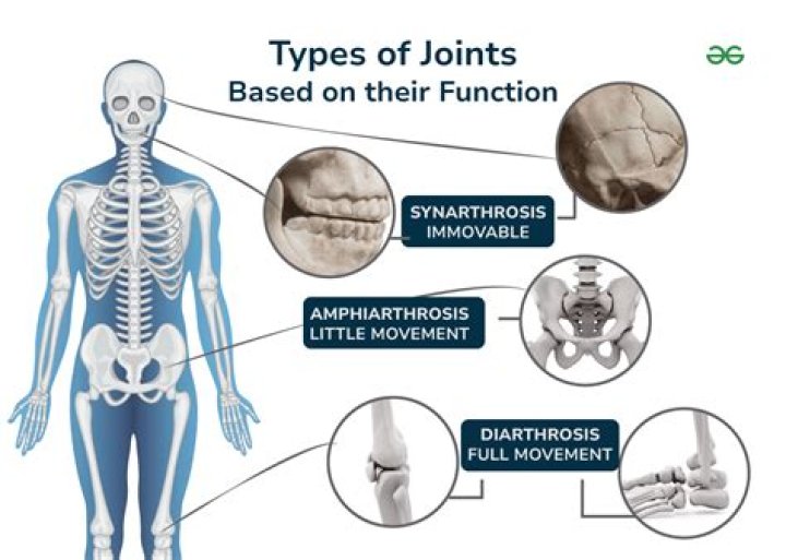What is the difference between amphiarthrosis and diarthrosis?