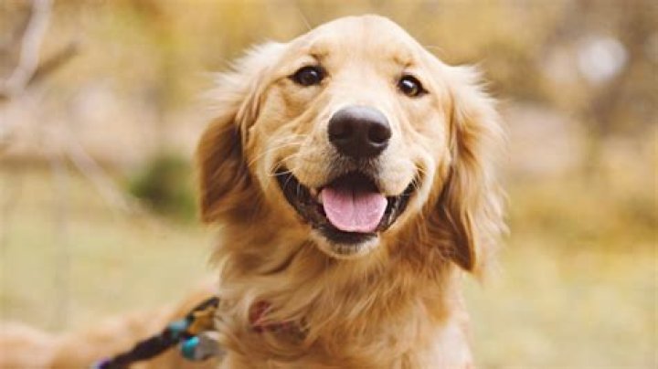What is the most common dog abuse?