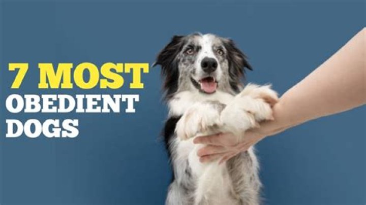 What is the most obedient dog in the world?