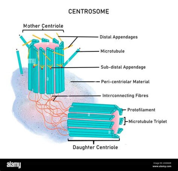What is the role of the centrosome in mitosis?