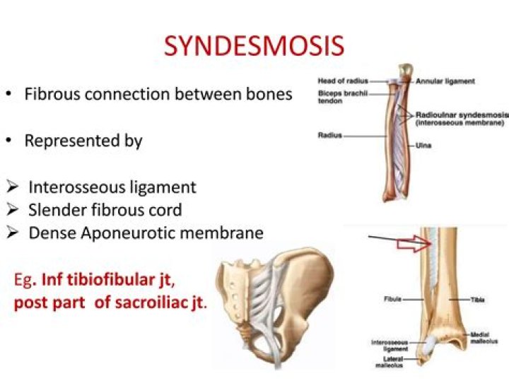 What is the tibiofibular syndesmosis?