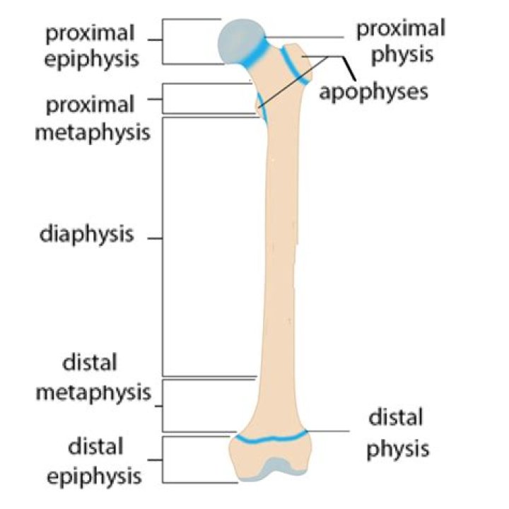 What is tibial metaphysis?