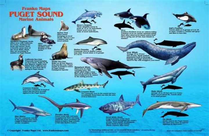 What sea animals live in Puget Sound?