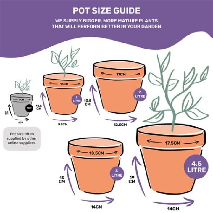 What size Zebra pot?