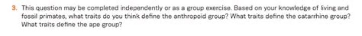 What traits define the Catarrhine group?