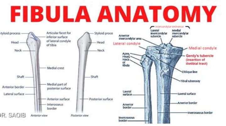 What was a Roman fibula?