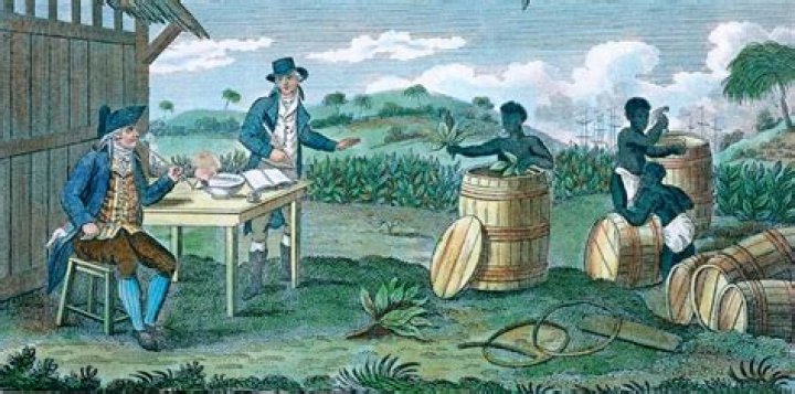 What was grown on many plantations in the Caribbean?