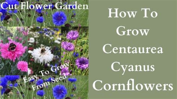 Where can I buy cornflowers?