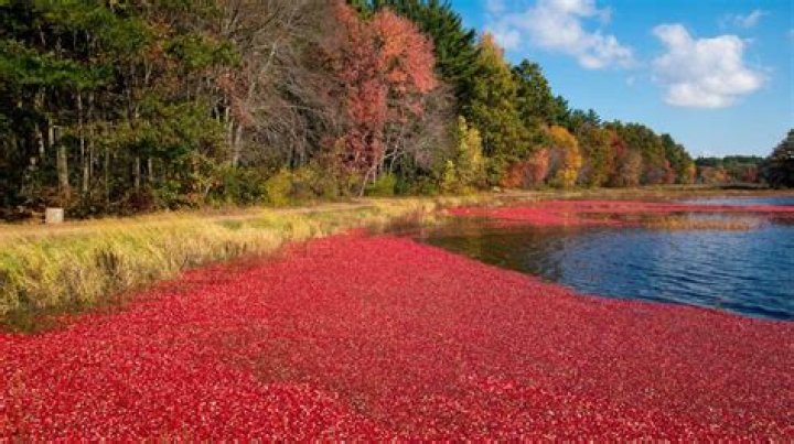 Where can I see a cranberry bog in Massachusetts?