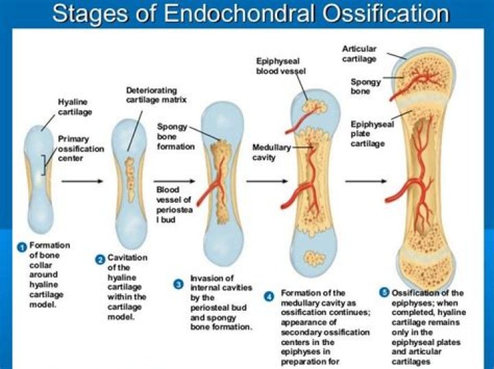 Where does secondary ossification occur?
