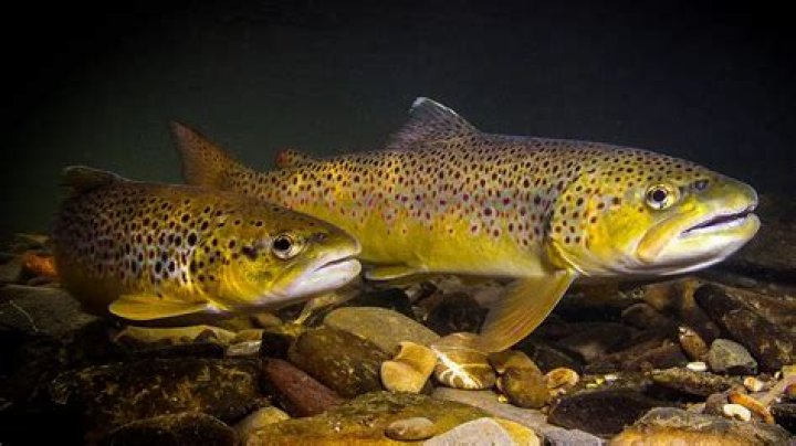 Where does the expression old trout come from?