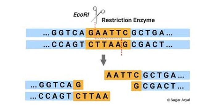 Where does XbaI restriction enzyme cut?
