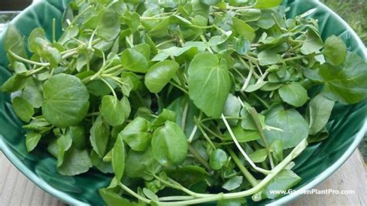 Where in Hampshire is the Watercress Line?