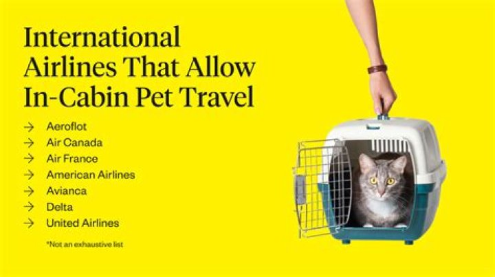 Which airline allows the biggest pet carrier?