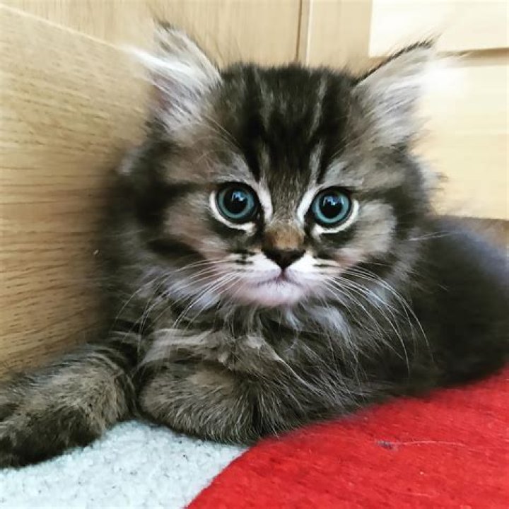 Who is the cutest kitten ever?