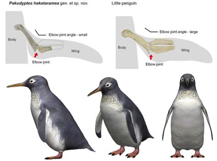 Why do macaroni penguins look like that?