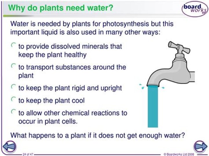Why do plants need water?