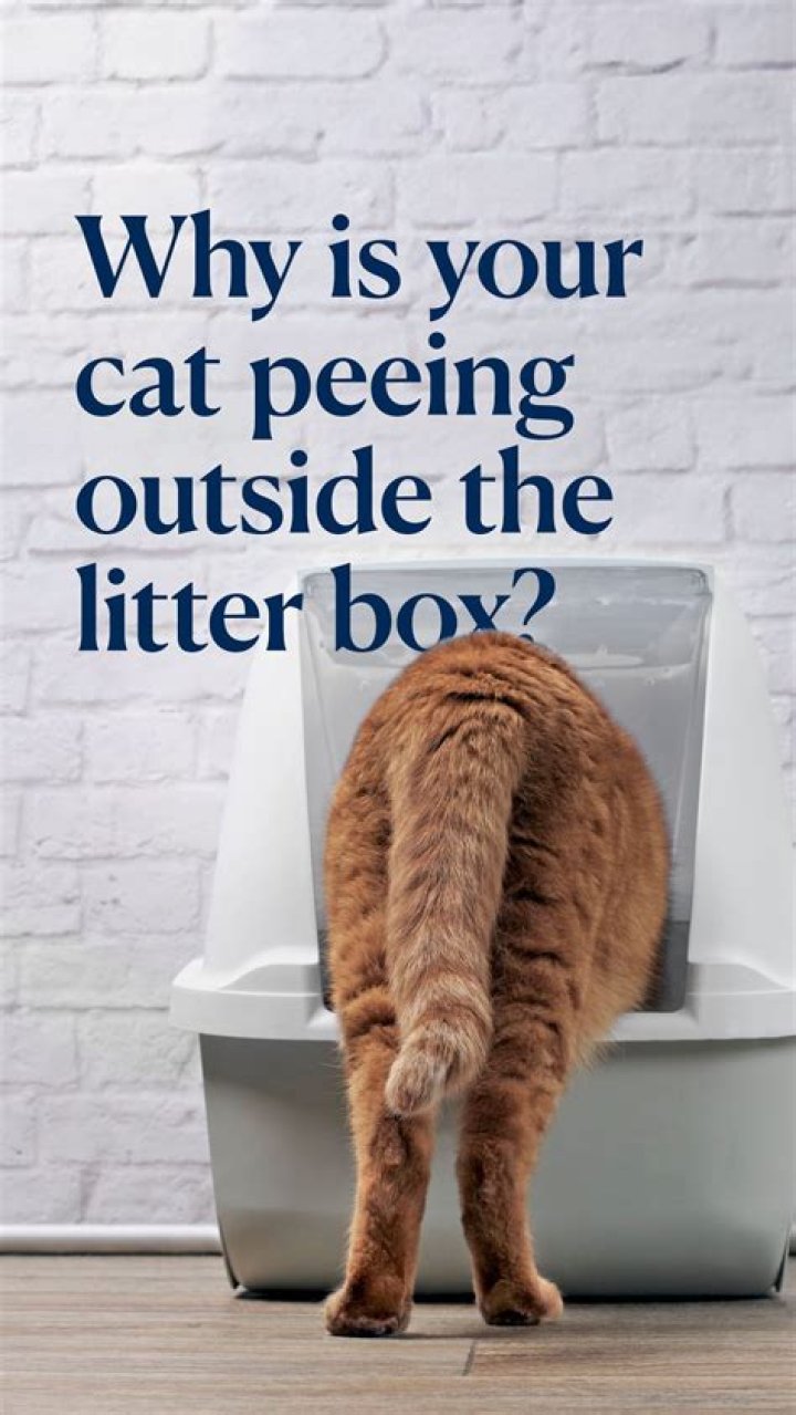 Why is my male cat peeing outside the litter box?